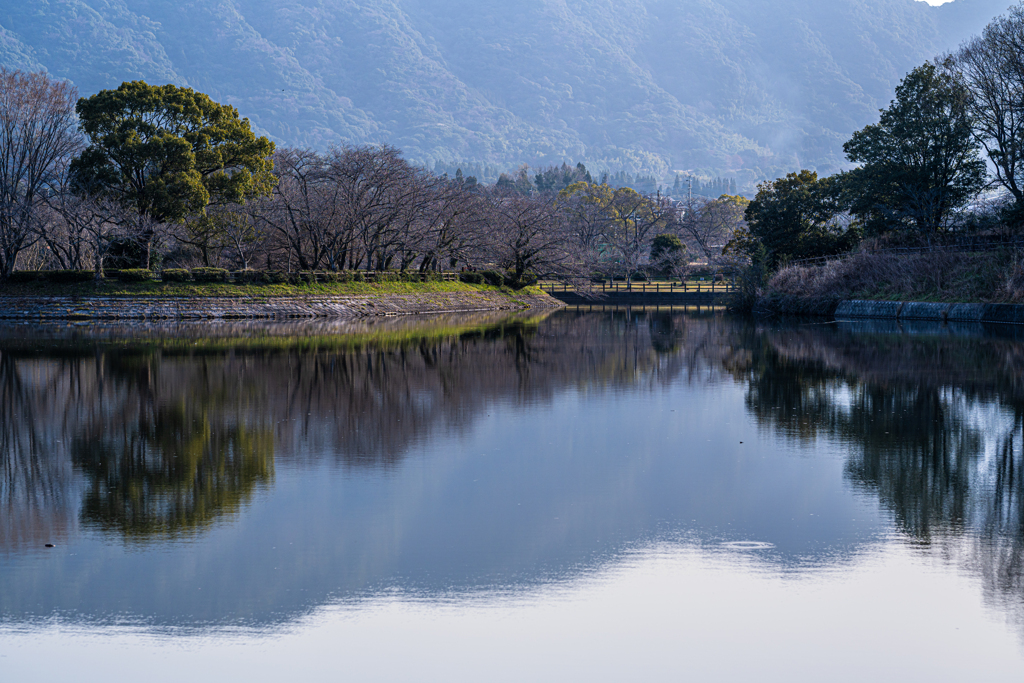 蕾の桜並木〜週末満開かも