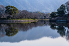 蕾の桜並木〜週末満開かも