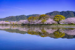 水鏡の桜並木