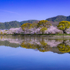 水鏡の桜並木