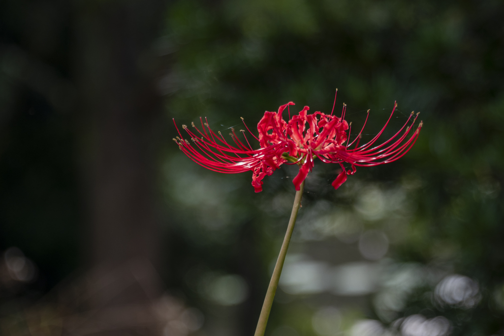 彼岸花