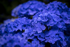 ブルーに染まった紫陽花