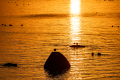 水鳥たちの夕暮れ