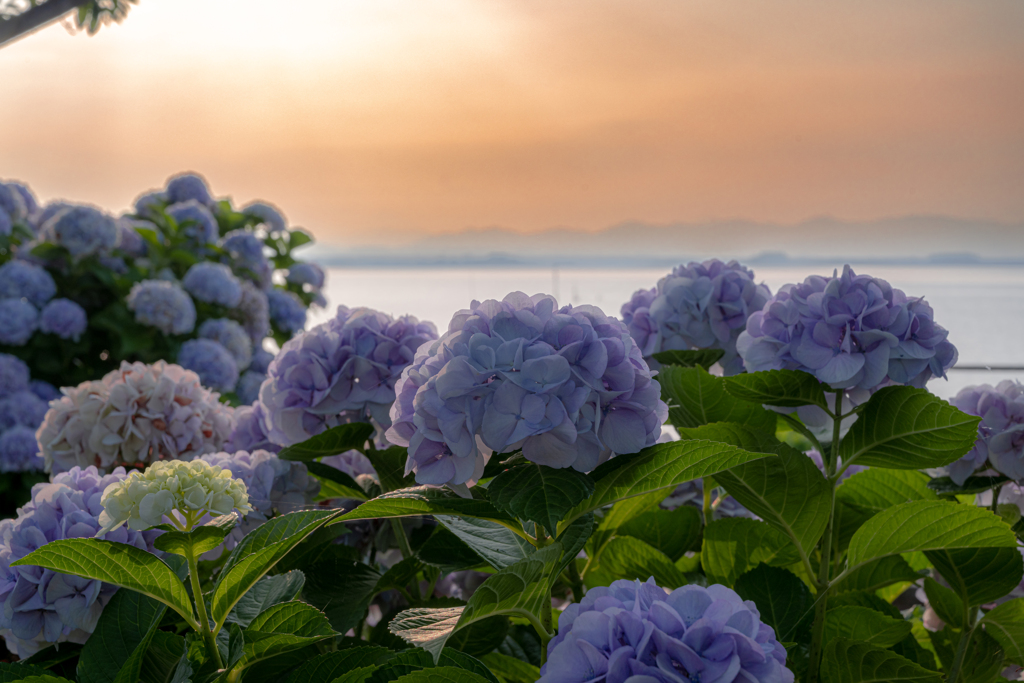 朝焼けと紫陽花