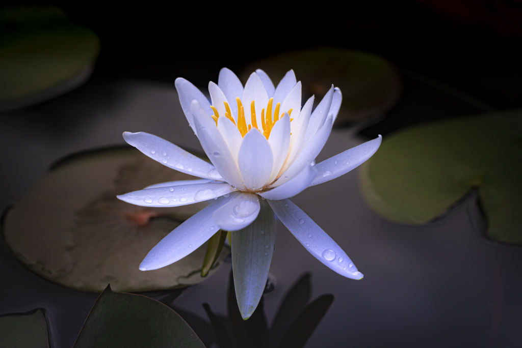 雨あがりの睡蓮