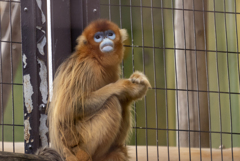動物園にて〜金絲猴