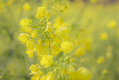 朝露の菜の花