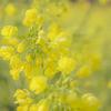 朝露の菜の花