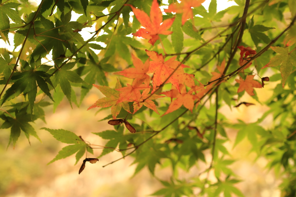 立神峡　紅葉の始まり