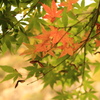 立神峡　紅葉の始まり