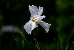 開花