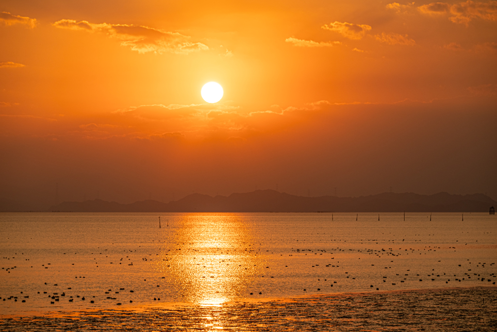 夕暮れの水鳥