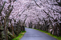 桜のトンネル2