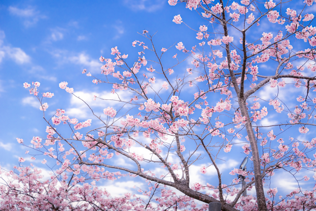 青空と河津桜