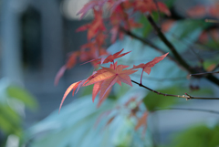 実家の紅葉（2021元旦）