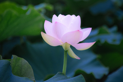 蓮根の開花