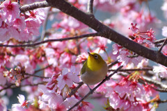 満開の桜に囲まれて