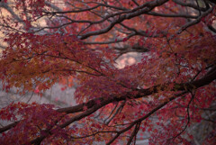 まだ残ってた紅葉（12/15）