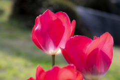 庭に咲く春の花〜チューリップ