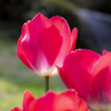 庭に咲く春の花〜チューリップ