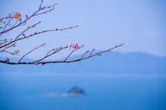 ９月の河津桜と海