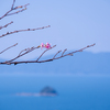 ９月の河津桜と海