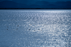 キラキラ海と水鳥たち