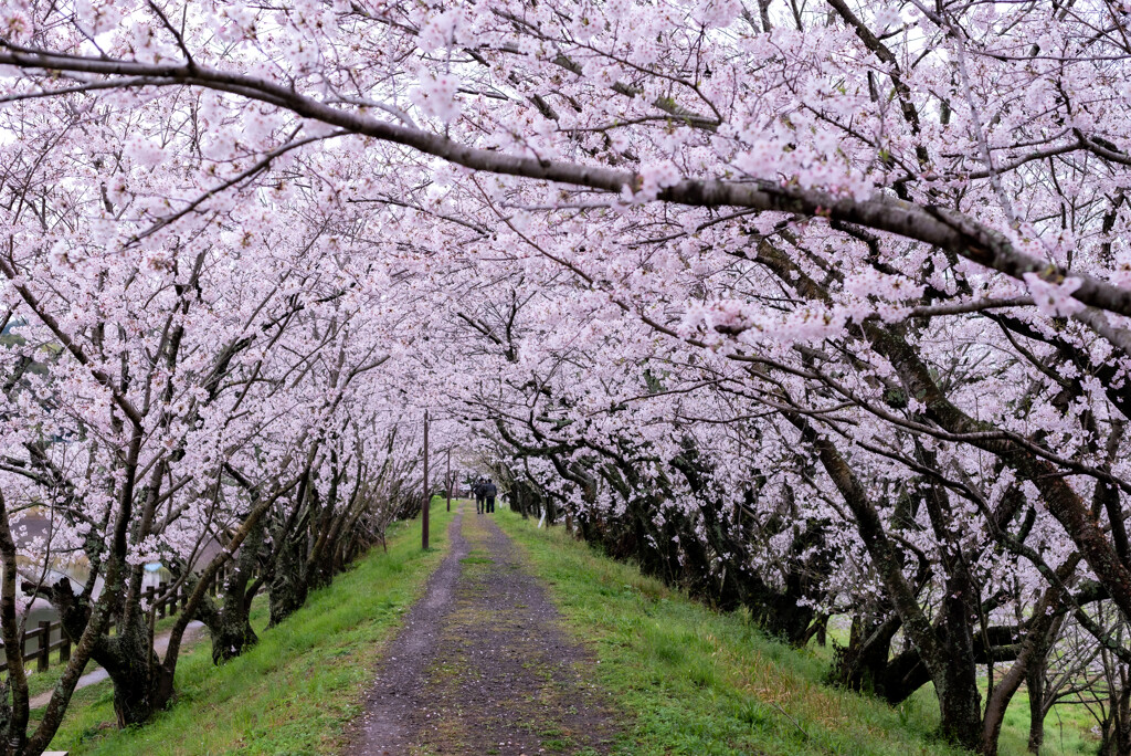 桜のトンネル
