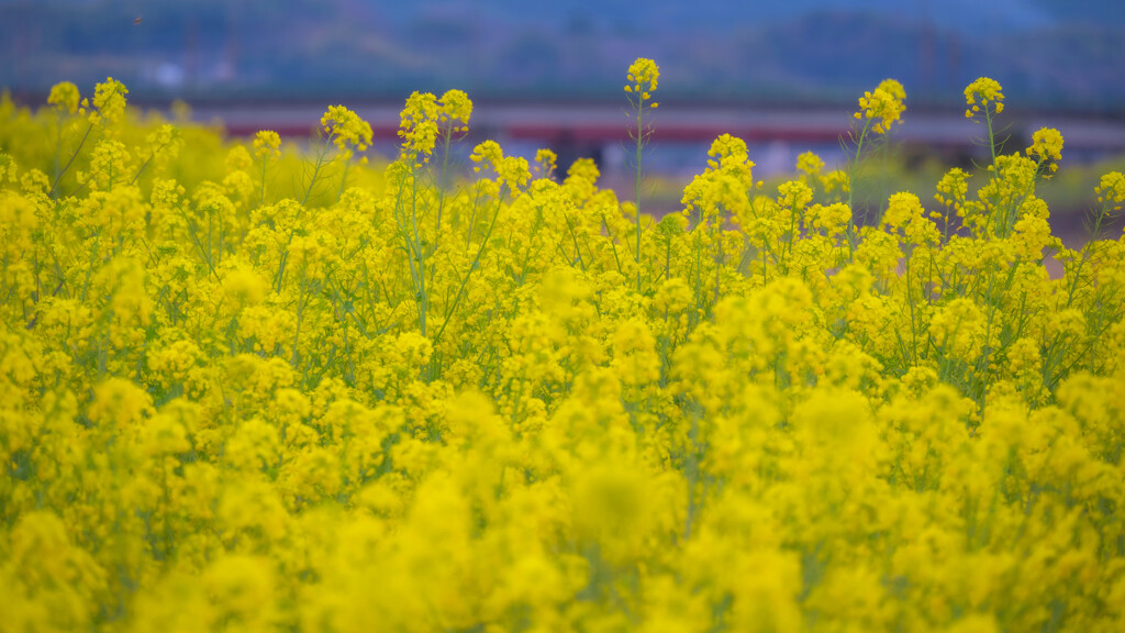 菜の花畑
