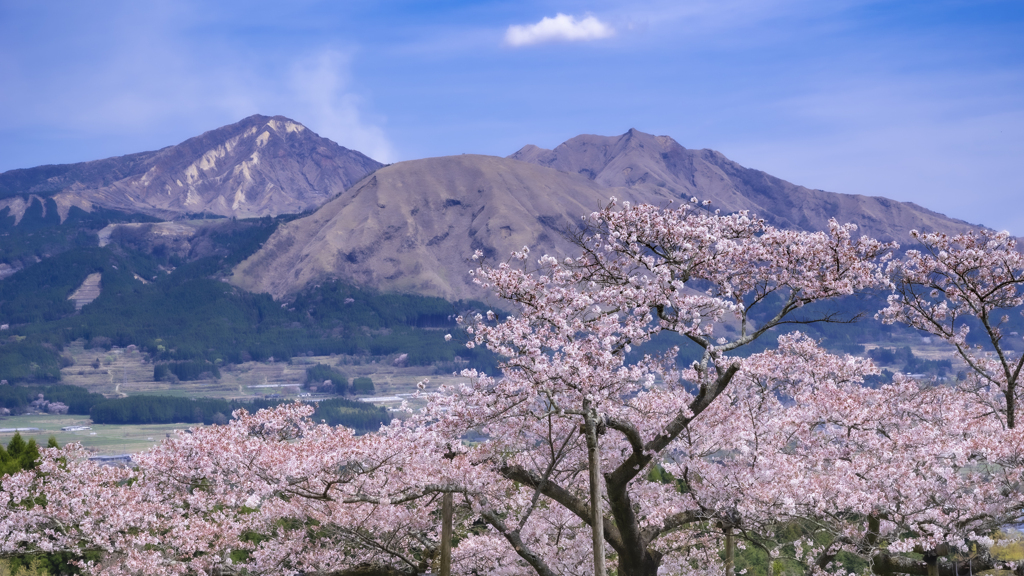 阿蘇の一本桜