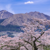 阿蘇の一本桜