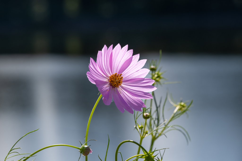 水辺に輝く秋桜