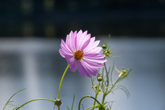 水辺に輝く秋桜