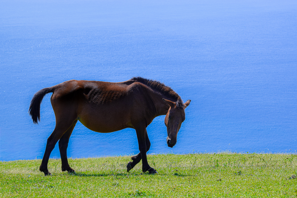 海と岬馬