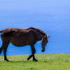 海と岬馬