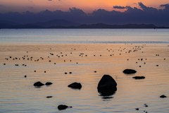 残照の不知火海と夜を待つ水鳥たち