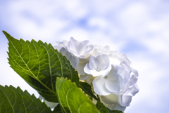 紫陽花と空