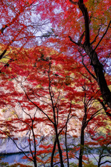 渓谷の紅葉