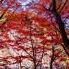 渓谷の紅葉
