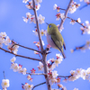 青空とウメジロー