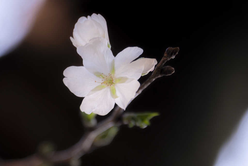 桜開花