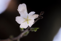 桜開花