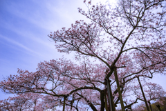 散り際の一本桜