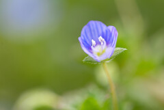 春の芽生え