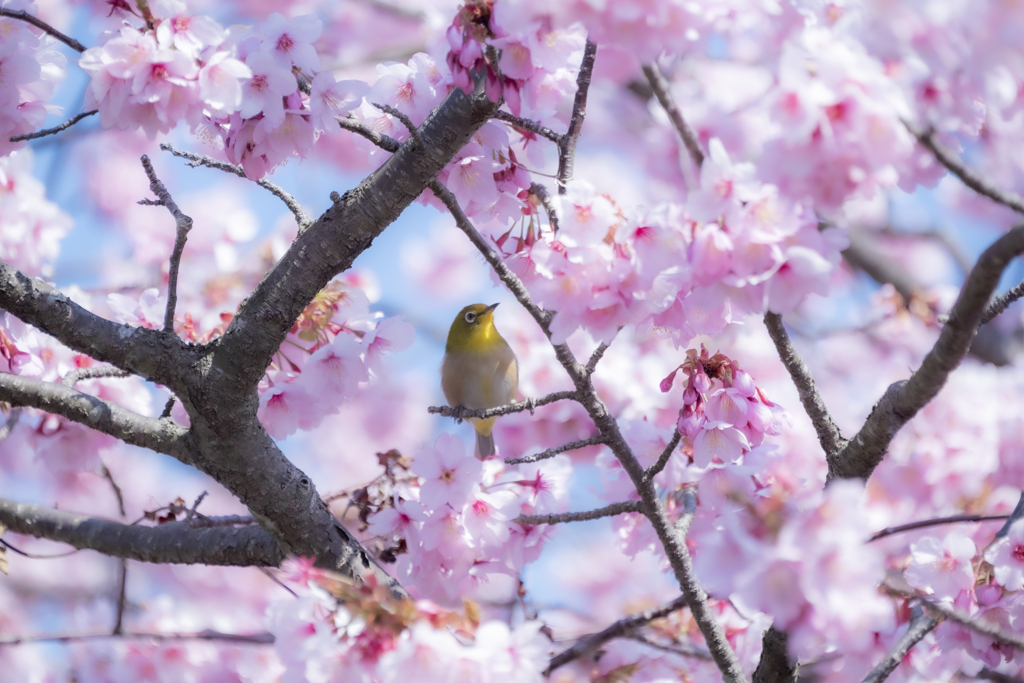 満開の桜の中で