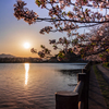 夕日と桜散歩道