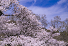 阿蘇の一本桜満開