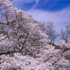阿蘇の一本桜満開