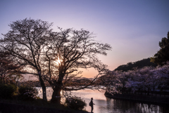 夕陽に輝く桜と池