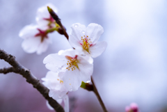 雨あがりの桜